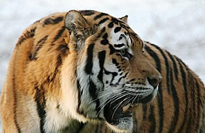 Sibirsk tiger - Panthera tigris altaica