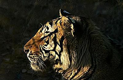 Sibirsk tiger - Panthera tigris altaica
