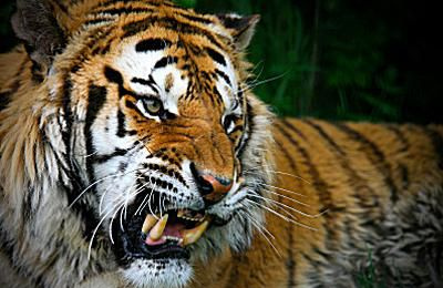 Sibirsk tiger - Panthera tigris altaica
