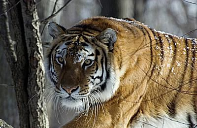 Sibirsk tiger - Panthera tigris altaica