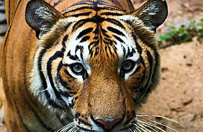 Malayansk tiger - Panthera tigris jacksoni