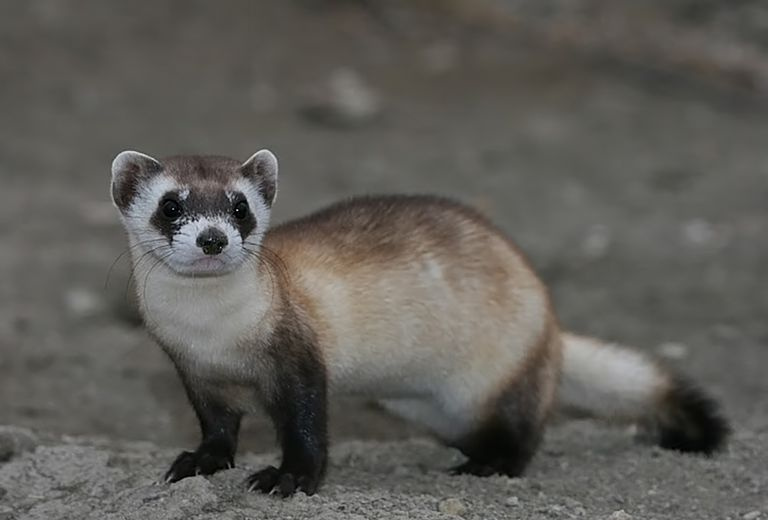 Fretka czarnonoga (Mustela nigripes)