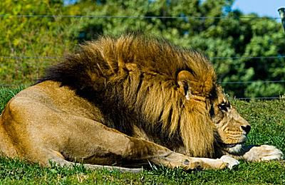 Leone - Panthera leo