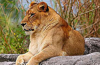 Leone - Panthera leo