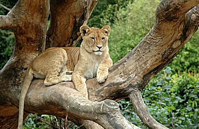 Leone - Panthera leo