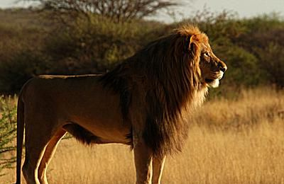 Leone - Panthera leo