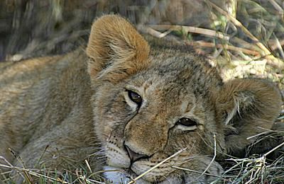 Leone - Panthera leo