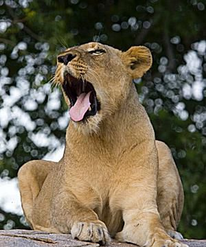 Leone - Panthera leo
