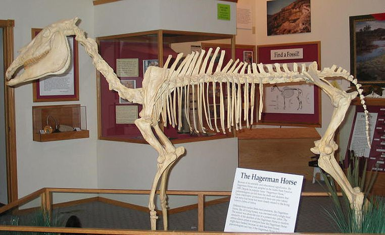 amerykańska zebra
