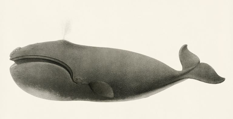 Ballena Franca del Pacífico Norte (Eubalaena japonica)