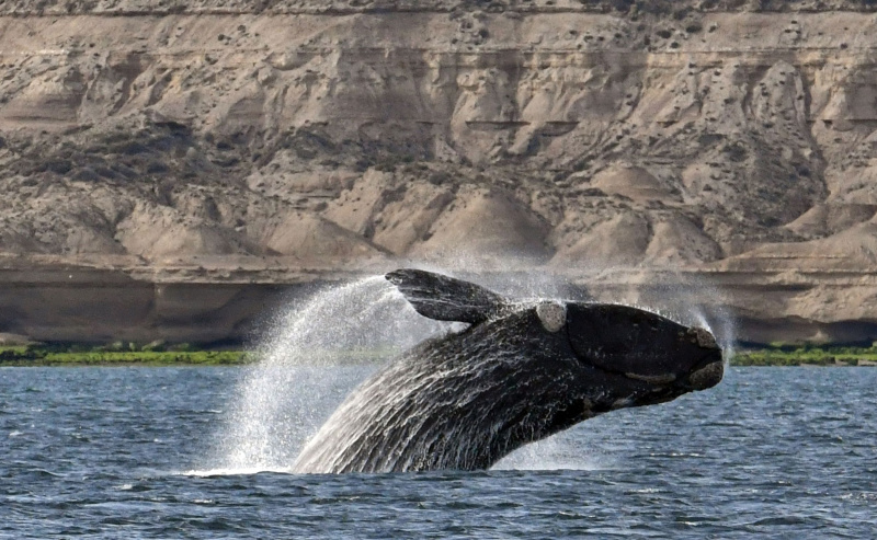 Ballena franca austral (Eubalaena australis)
