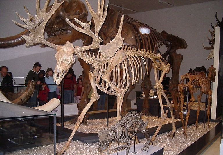 cerf orignal cervalces scotti