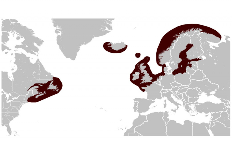 Mapa dystrybucji fok szarych