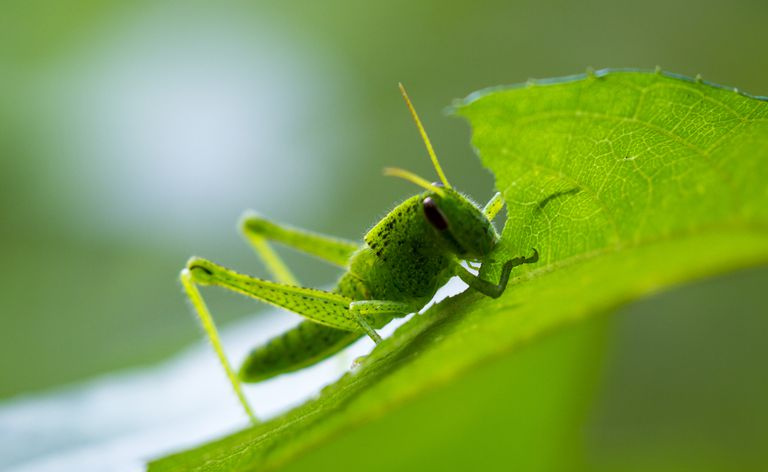 saltamontes tropicales