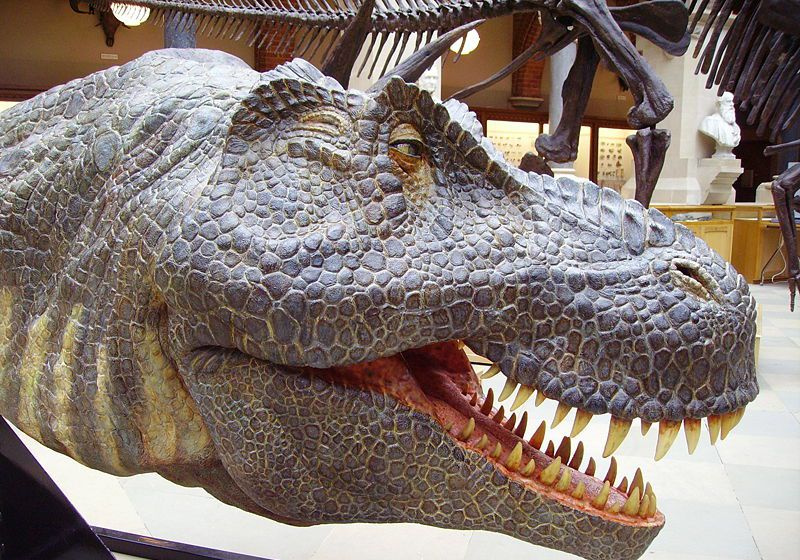 Tyrannosaure Rex