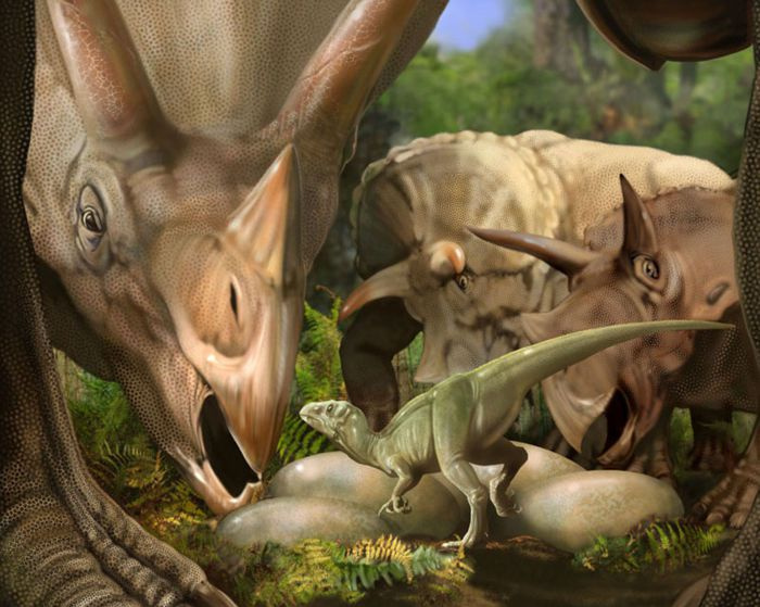 tricératops
