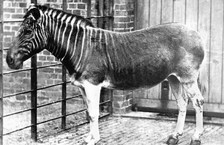 Quagga (Equus quagga quagga) é uma subespécie extinta de zebra. Mare, Londres, Regente