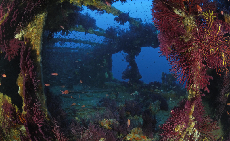 Donateur Wreck, Cote d