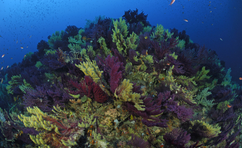 Rev med variable gorgonians (Paramuricea clavata)