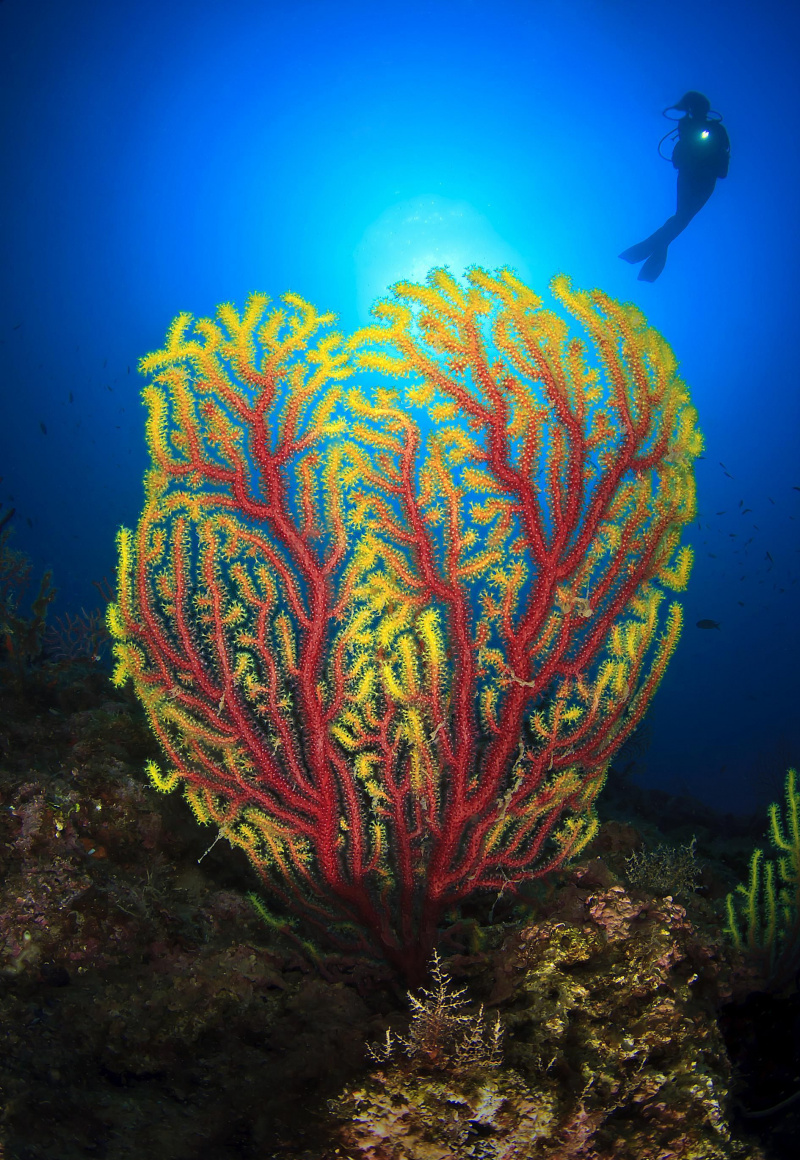 Fargerik gorgonian