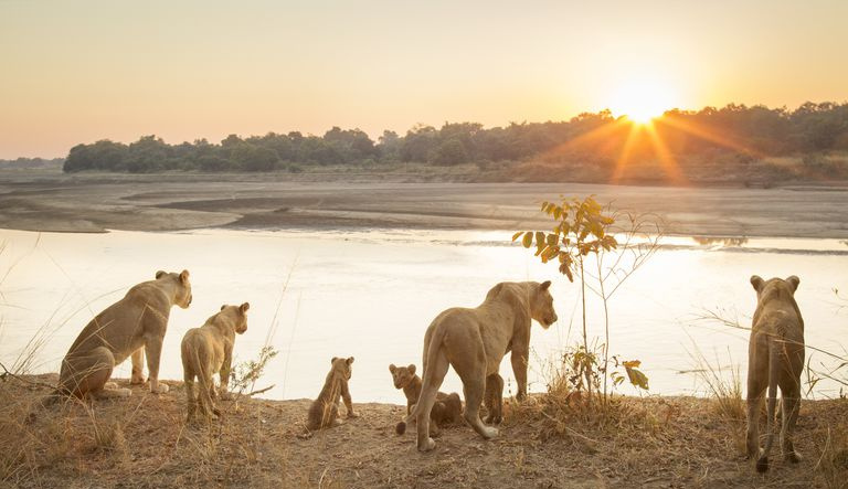 Löwinnen und Jungtiere im South Luangwa National Park, Sambia