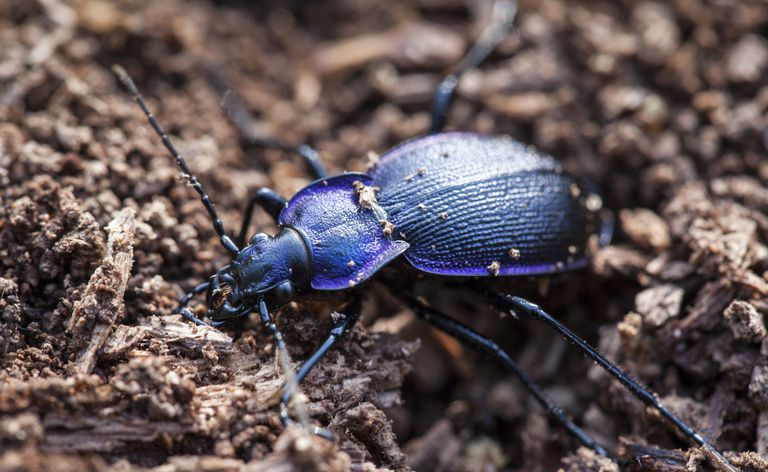 Un primo piano di uno scarabeo a terra
