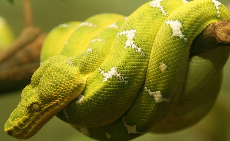 Boa ze szmaragdu - Corallus caninus