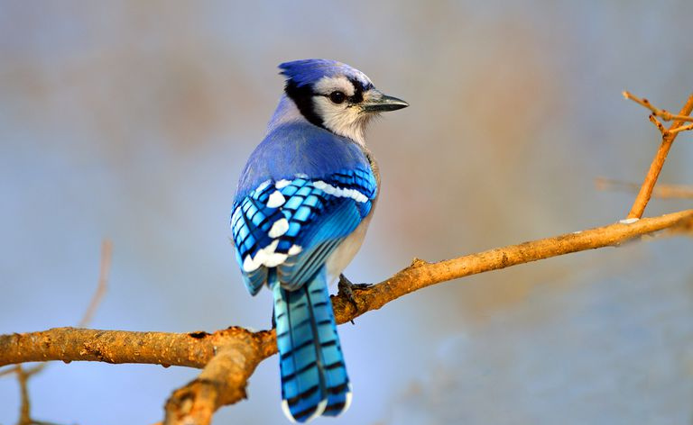 Blue sójka na gałązce