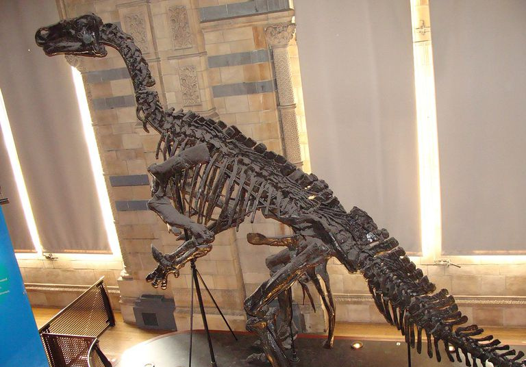 Esqueleto de Iguanodon de perfil en un museo.