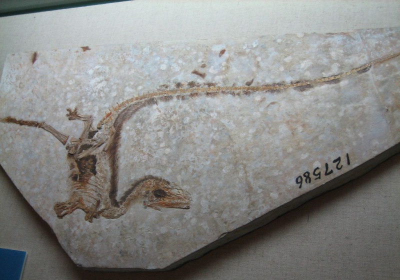 Fósil de Sinosauropteryx incrustado en roca.