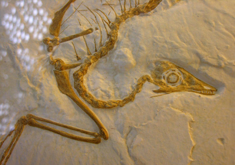 Esqueleto de archaeopteryx parcialmente descubierto.