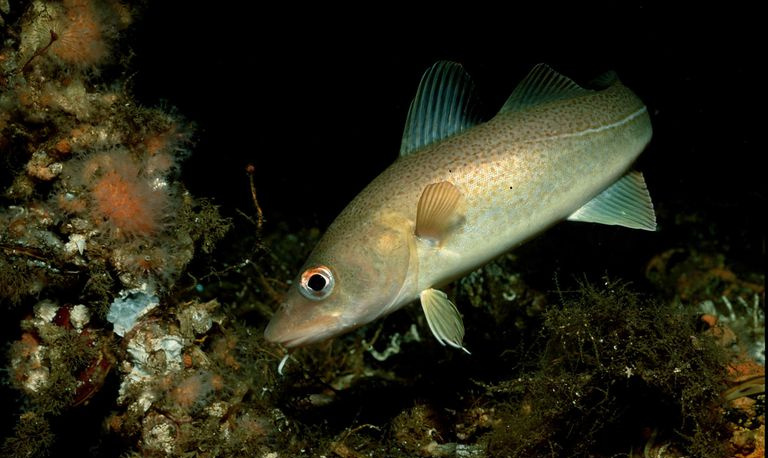 Dorsz, Gadus morhua, Ocean Atlantycki