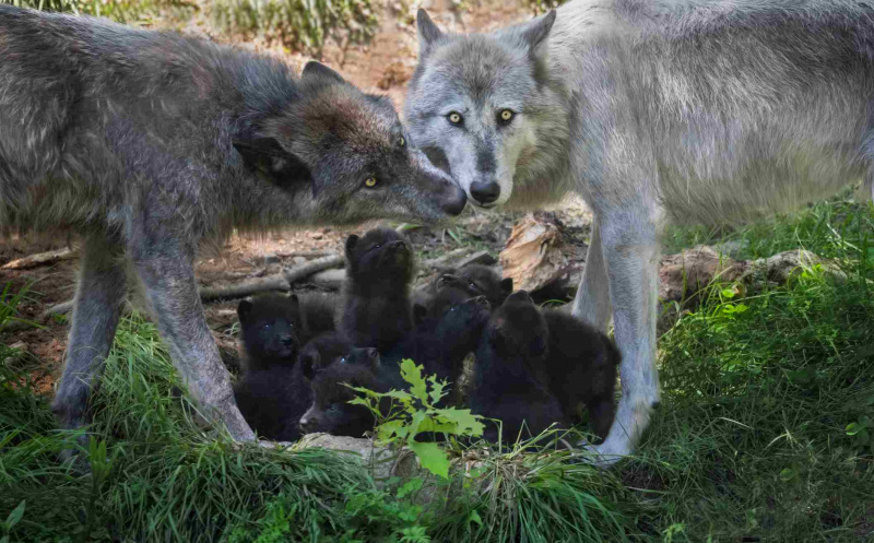 Black Wolf-familie med nyfødte valper, Canada