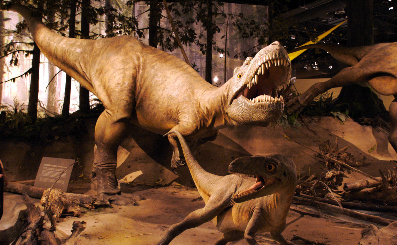 Um modelo de albertossauro perseguindo dinossauros menores