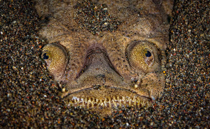 Stargazer jaspeado (Uranoscopus bicinctus)
