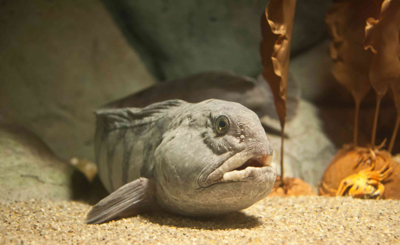 Pez lobo atlántico