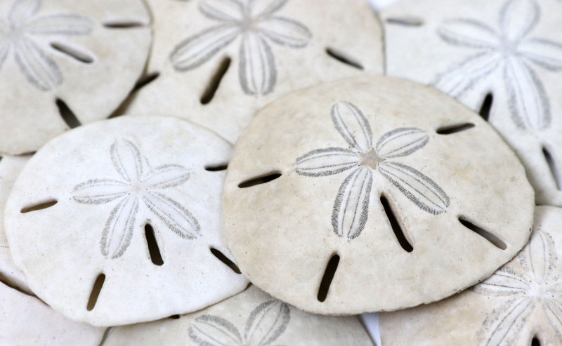 Close up de tas de sanddollars