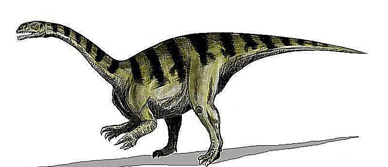 Efrasia