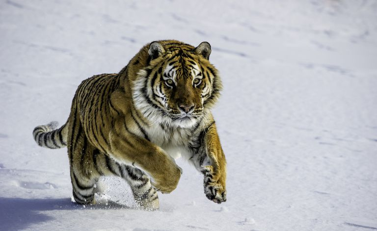 Tygrys syberyjski w niewoli, Tygrys ałtajski Pantera, Bozeman, Montana, USA
