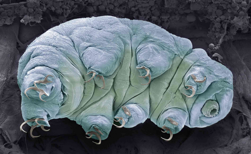 Tardigrade SEM