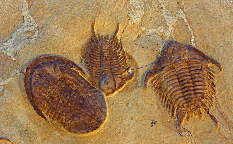 Fosilie trilobīti