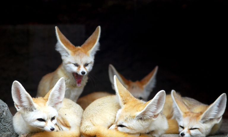 Gruppe fennec-rever
