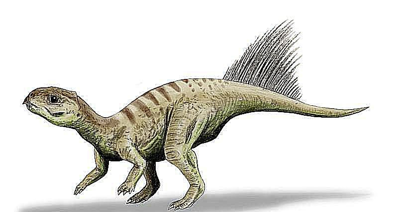 chaoyangsaurus