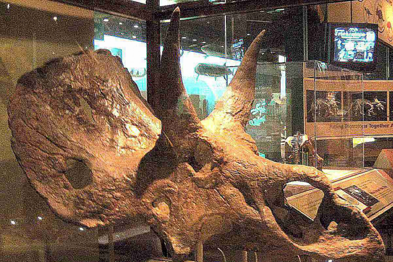 diceratops