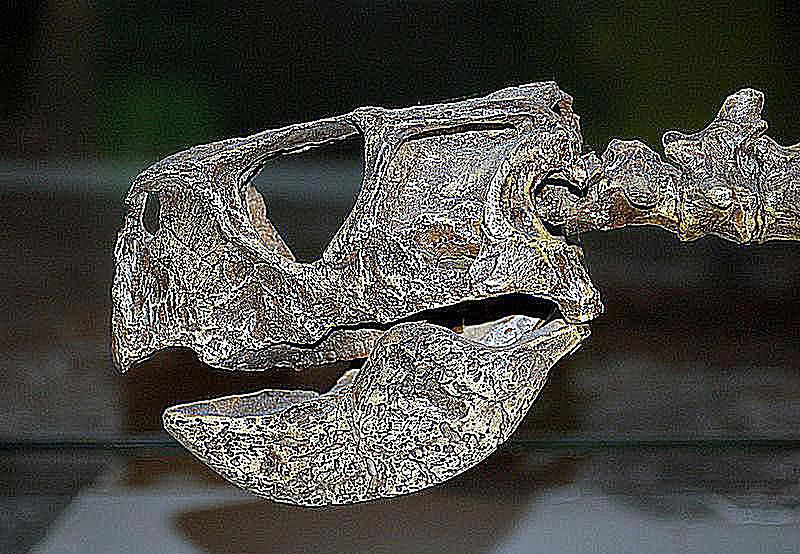 psitacossauro