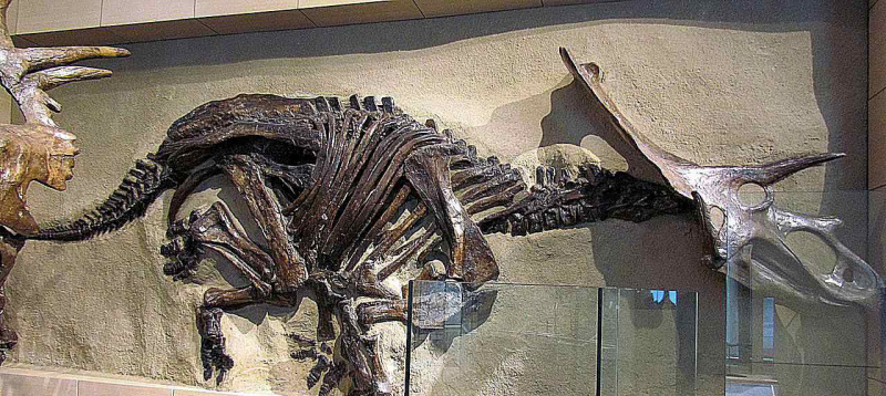 anchiceratops