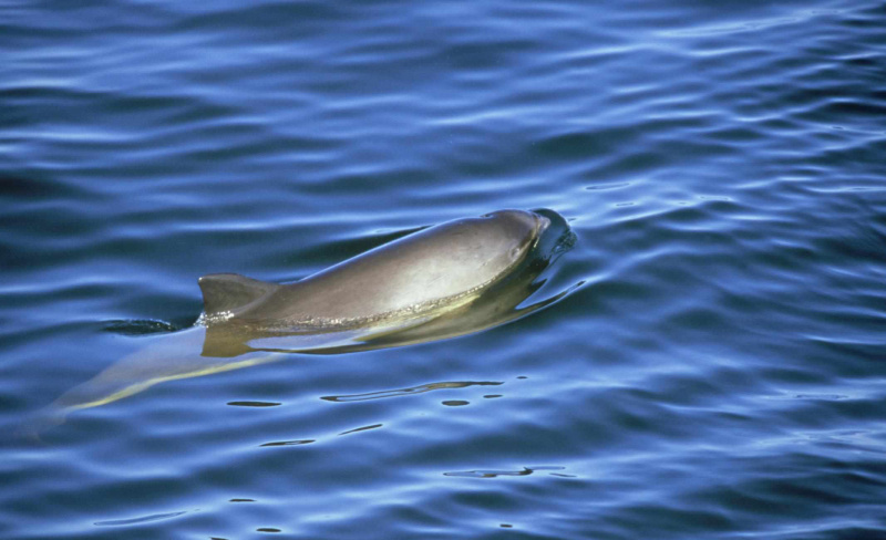 cūkdelfīns, phocoena phocoena