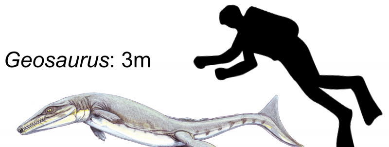 Geosaurus giganteus の最大体長を示す生命再構成。