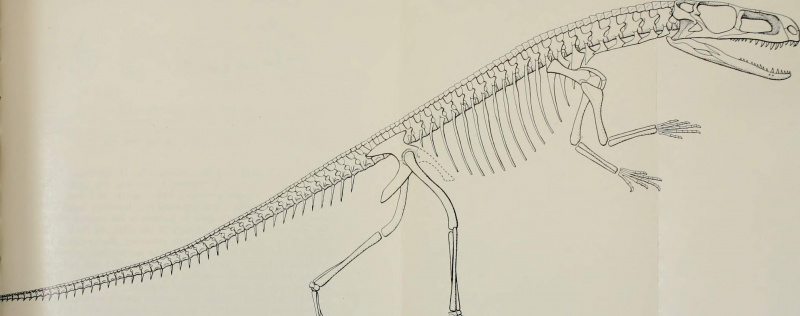 Gracilisiirhiis stipanicicoiiini の骨格、復元