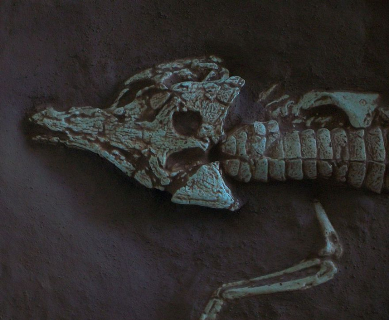 アメリカ自然史博物館の化石キャスト (標本 AMNH 3024) の一部であるプロトスクス リチャードソニの頭骨。